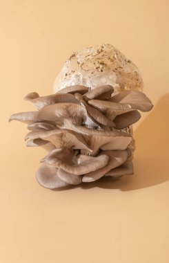 Mantar yetiştirme, bej arka planda istiridye mantarlı güzel organik ortam.