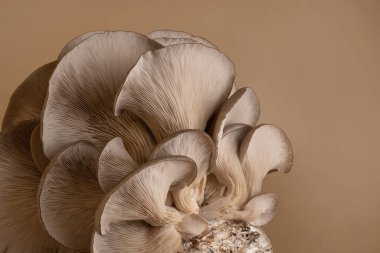 Güzel doğal organik istiridye mantarlarının yakın plan fotokopi alanı ile bej arka plan