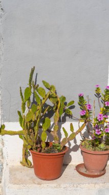 Kaktüslü tencereler gri duvarlara karşı, İspanya