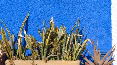 Pots with cactuses against blue wall outdoors, Spain