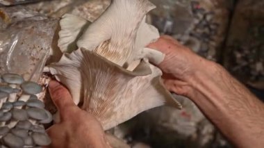 Close-up of the farmer harvesting oyster mushrooms at the mushroom greenhouse. Organic plantation cultivation farm business.