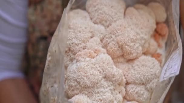 Farmer Woman Holding Mycelium Substrate Lion Mane Mushrooms Healthy Food — Vídeo de Stock