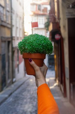 Manjerico 'nun sokaktaki saksısında Basil' le kadın eli. Portekiz bayramının sembolü, Haziran 'daki yaz festivali. Santos Popüler. Portekiz.