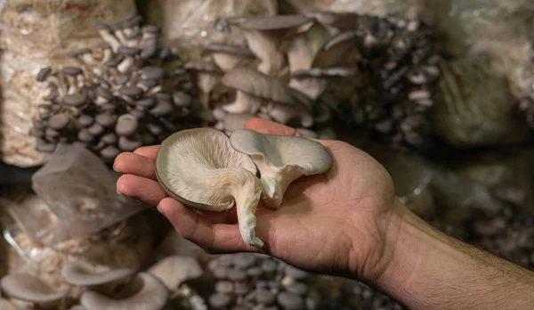 Fresh oyster mushrooms in farmers hand. Organic plantation cultivation farm business.