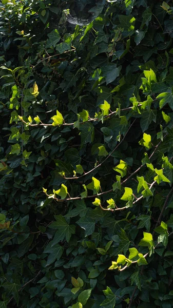 Стена Зеленого Плюща Фон Тенями — стоковое фото