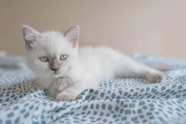 Niedliches Weißes Schottisches Kätzchen Liegt Auf Dem Bett Und Blickt — Stockfoto
