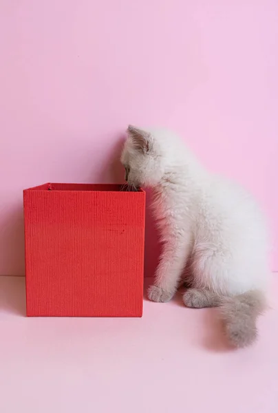 Gatinho Branco Engraçado Olhando Dentro Uma Caixa Vermelha Fundo Rosa — Fotografia de Stock