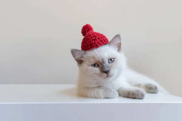 Очаровательный Маленький Белый Котенок Красной Вязаной Шляпе Смотрящий Камеру — стоковое фото