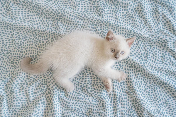 Niedliches Weißes Schottisches Kätzchen Auf Dem Bett Liegend Flache Lage — Stockfoto
