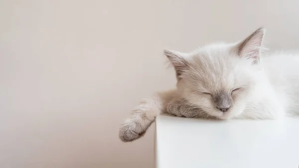 Close Sleeping White Scottish Kitten Lying White Box Light Background Stok Gambar