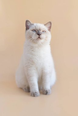 Bej bir arka planda oturan sevimli beyaz İskoç kısa hava kedisi. Tebrik kartı. Poster. Güzel kedicik..