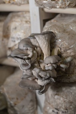 Organik istiridye mantarlarının kapanışı mantar çiftliğinde yetişir.