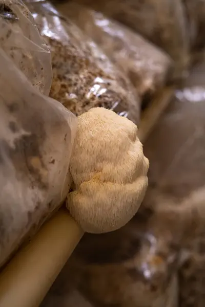 Close up of organic lion mane, mushrooms grow on mushrooms farm, selective focus