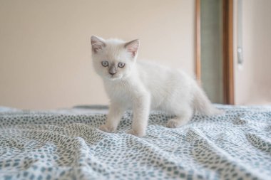 Beyaz İskoç kedi yavrusu yatakta ve doğrudan kameraya bakıyor.