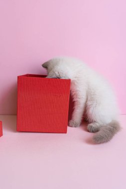 Pembe arka planda kırmızı bir kutunun içine bakan komik beyaz kedi yavrusu. Sevgililer Günü konsepti