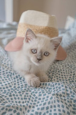 Bir yaz şapkasının altında yatıp doğrudan kameraya bakan şirin beyaz İskoç bir kedi yavrusu. Tatil kavramı