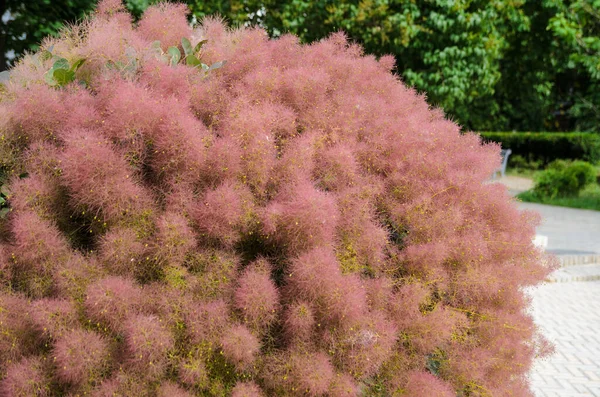 Krásný Kvetoucí Skokový Strom Letní Zahradě Latinské Jméno Skumpia Cotinus — Stock fotografie