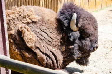 Bizonlar, izole edilmemiş bir yan görüş olan bir hayvanat bahçesindeki barınaklara mal olur.