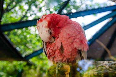 Kırmızı papağan Scarlet Macaw, Ara macao, Panama 'daki ağaç gövdesinde oturan kuş. Tropikal ormandan vahşi yaşam sahnesi. Doğal ortamında yeşil ağaçta güzel bir papağan. Hayvanat bahçesinde