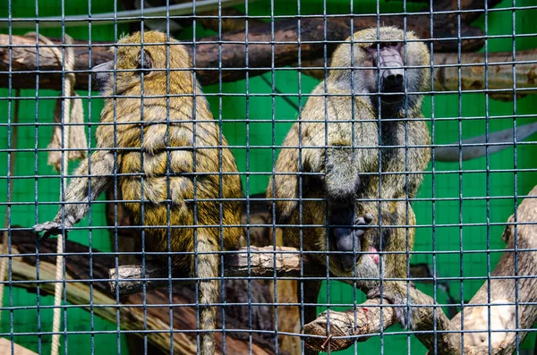 Kiev Hayvanat Bahçesindeki Kafesteki Bir Maymunun Yakın Plan Fotoğrafı — Stok fotoğraf