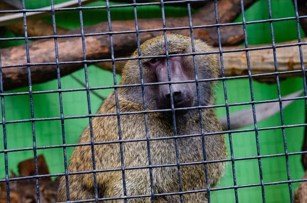 Tiro Close Macaco Uma Gaiola Zoológico Kiev — Fotografia de Stock