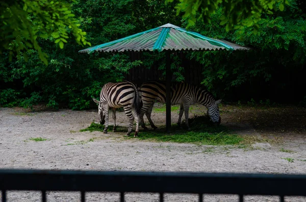 Wilde Zebrakäfige Tiere Gefangenschaft Misshandlung Portret — Stockfoto