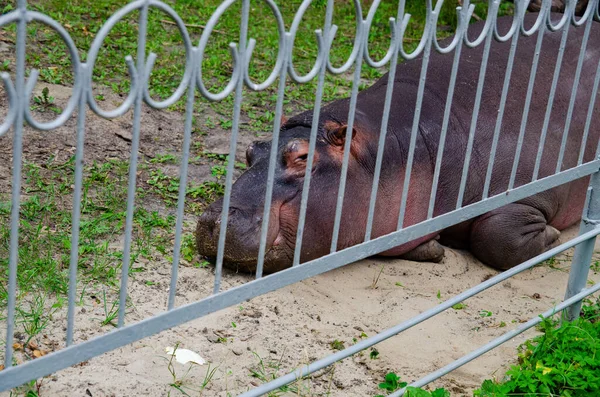 Zdjęcie Hipopotama Klatce Zoo Które Bawi Odwiedzających Hipopotama Który Wygląda — Zdjęcie stockowe