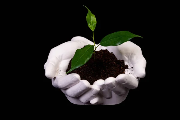 stock image Young small sprout for planting in the ground in the hands, two hands holding for a young green plant, planting tree, love nature, save the world, Isolated on black. ecology, environmental protection