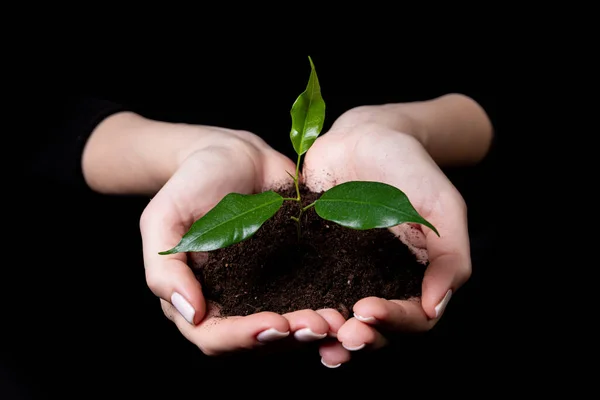 stock image Young small sprout for planting in the ground in the hands, two hands holding for a young green plant, planting tree, love nature, save the world, Isolated on black. ecology, environmental protection