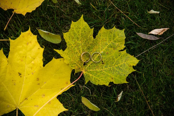 wedding rings in hand. Two wedding rings on the floor with contrast wedding rings on floor, on ground, on piano, in hand on grass or a stones, on leaves