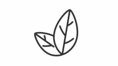 Canlandırılmış yapraklar doğrusal simge oluşturur. Sallanan nesneler. Çevre dostu, organik ürünlerin sembolü. Şeffaf arkaplanda alfa kanalı olan kusursuz HD video. Taslak hareketli grafik canlandırması