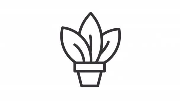 Animowana Ikona Rośliny Liniowej Roślina Domowa Ruchomych Liści Animacji Element — Wideo stockowe