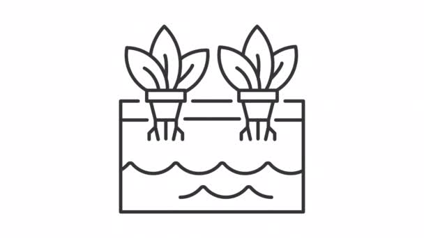 Ícone Linear Hidroponia Animada Raízes Plantas Animação Aquática Fazenda Hidropônica — Vídeo de Stock