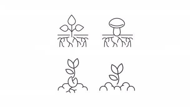 Sistema Raíz Icono Conjunto Animación Plantas Animadas Con Raíces Crecientes — Vídeos de Stock