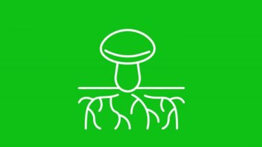 Canlandırılmış miselyum beyaz çizgi simgesi. Büyüyen kök çizgi animasyonu. Mycorrhizal ağı. Krom anahtarlı HD video, alfa kanalı, şeffaf arkaplan. Taslak hareketli grafik canlandırması