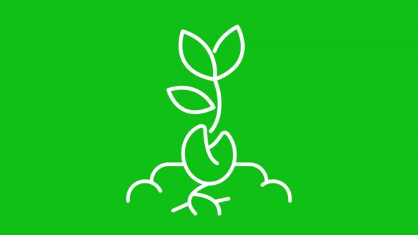 Beyaz Çizgi Animasyonu Tohumdan Büyüyen Canlı Filizler Bitki Kökleri Büyür — Stok video