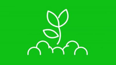 Bitki gelişimi beyaz çizgi animasyonu. Topraktan filizlenen canlandırılmış bitki. Bitki yetiştirme süreci. Krom anahtarlı HD video, alfa kanalı, şeffaf arkaplan. Taslak hareketli grafik canlandırması