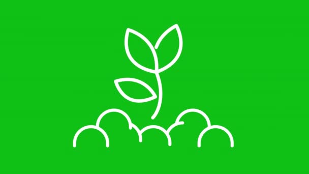 Növénynövekedés Fehér Vonal Animáció Animált Növény Csírázik Talajból Növénynövekedés Hurok — Stock videók