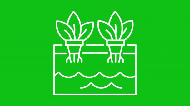 Geanimeerde Hydrocultuur Witte Lijn Pictogram Planten Wortels Water Animatie Een — Stockvideo