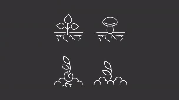 Roots White Line Icon Animation Set Animated Plants Growing Roots — Stock Video