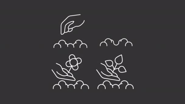 Семена Растений Белый Набор Анимации Линии Анимационные Руки Сеют Семена — стоковое видео