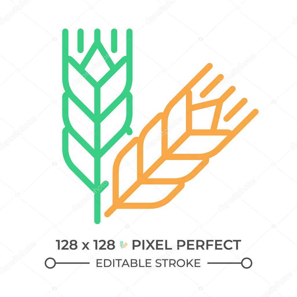 Food grains two color line icon. Oat meal. Wheat harvesting. Cereal crops. Agricultural commodity. bicolor outline symbol. Duotone linear pictogram. Isolated illustration. Editable stroke