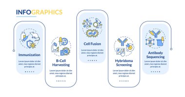 Hibridoma teknolojisi bilgi vektörünü dikdörtgen içine alır. Bağışıklık. Monoklonal antikorlar. Veri görselleştirmesi 5 adımda. Düzenlenebilir dikdörtgen seçenekler çizelgesi. Kullanılan Lato Kalın, Düzenli yazı tipleri
