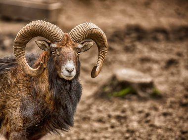 mouflon ayakta ve izliyor