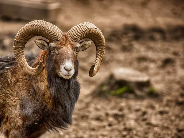 mouflon ayakta ve izliyor
