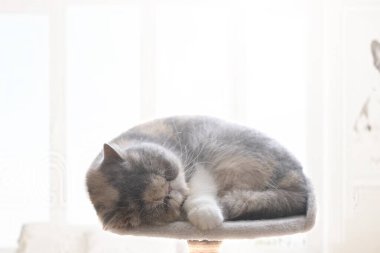 Exotic shorthair cat sleeping next to a window. in a living room. Day time. Negative space.