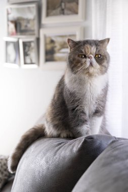 Exotic shorthair cat sitting on a sofa next to a window. in a living room. Day time. No people.