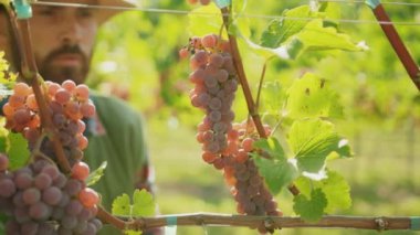 Çalışkan bir adam hasat mevsiminde resim mahzeninde bir demet olgun üzüm topluyor.