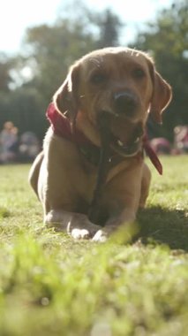 Güneşli güzel bir parkta, neşeli bir köpek mutlu bir şekilde bir çubuğu kemiriyor, dışarıdaki neşeli gününün tadını çıkarıyor.