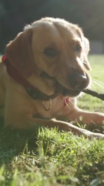 Huzurlu altın bir köpek mutlu bir şekilde yemyeşil çimenlerin üzerine uzanmış güneşin sıcaklığından zevk alıyor.